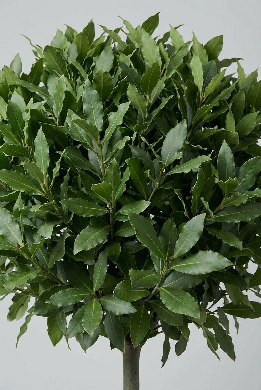 Close-up of Bay Laurel (Laurus nobilis) evergreen foliage showing dense, glossy deep-green leaves with pointed tips and smooth texture, photographed in studio lighting against a soft neutral grey background, highlighting leaf structure and premium topiary quality.
