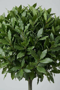 Foliage Close Up · Bay laurel leaves, long and pointed with slightly wavy edges, packed into the crown.