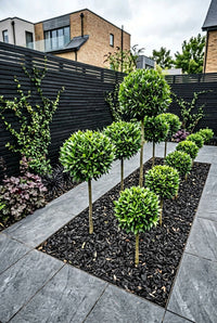 Showcase · Bay laurel lollipops at three heights in a black slate bed against dark slatted fencing