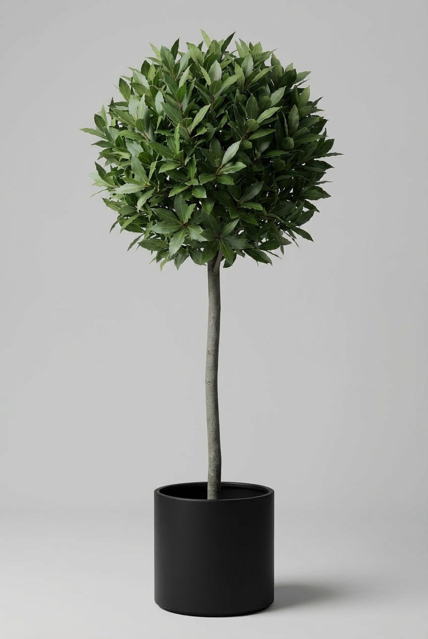 Studio image of a single Bay Laurel (Laurus nobilis) lollipop topiary tree with a 100 cm clear stem, featuring a dense, spherical evergreen crown above a slender trunk, planted in a matte black cylindrical pot against a soft grey background, emphasizing clean proportions and architectural form.