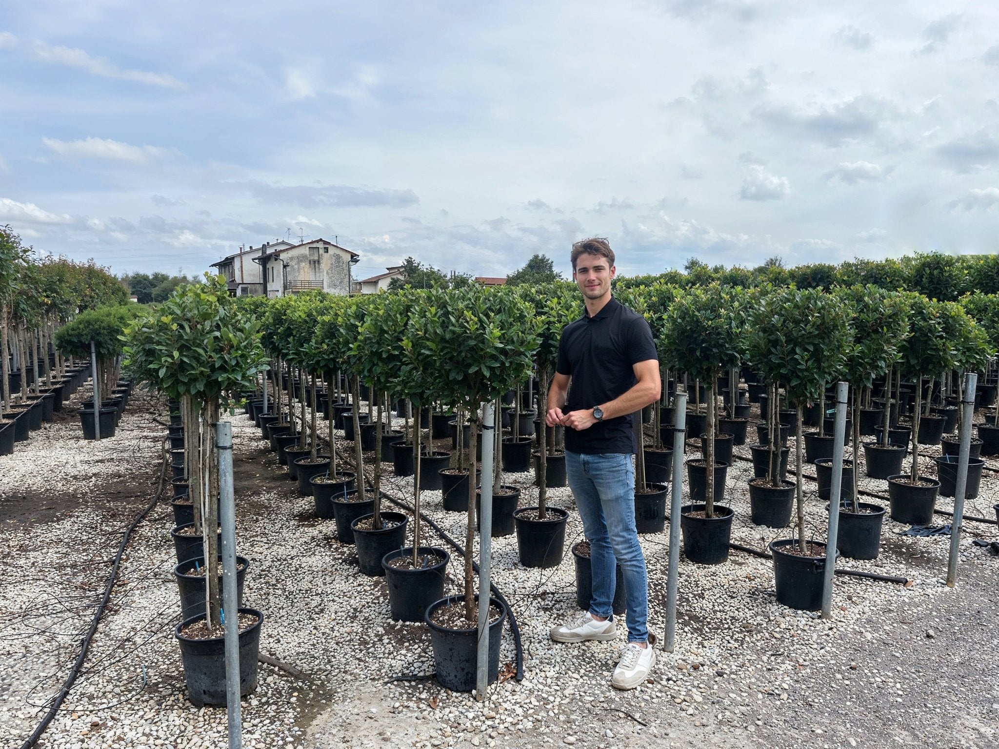 Extensive rows of Laurus nobilis (bay tree) lollipop standards in a commercial nursery, showcasing ball-topped topiary forms on single stems, demonstrating bay tree spiral pair alternatives and wholesale buy topiary trees for architectural garden design and formal entrance symmetry.