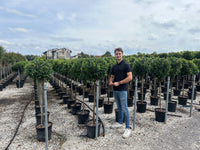 Nursery · A team member stands among nursery rows of bay standards in black pots on a gravel bed.