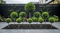 Showcase · Symmetrical row of bay lollipops at graduated heights across a grey porcelain terrace