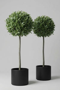 Studio · Atlas and Oria at a slight angle, twin bay crowns held high on long bare stems in black pots.