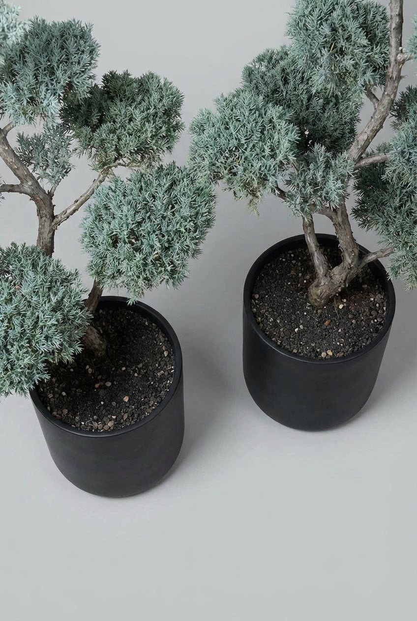 A matched Blue Arizona cypress bonsai topiary pair with sculpted evergreen pads, presented in minimalist pots for architectural garden design, terraces, and refined entrance symmetry.