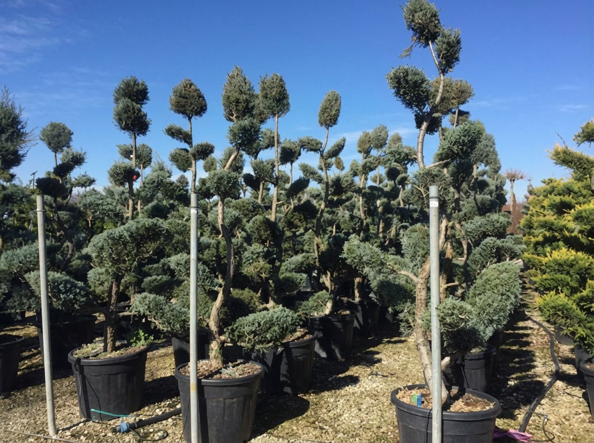 Rows of Cupressus arizonica 'Blue Ice' cloud topiary trees in a commercial nursery, showcasing distinctive blue-grey foliage with multi-tier pom-pom topiary styling, demonstrating wholesale architectural topiary plants for formal garden design and sculptural evergreens.
