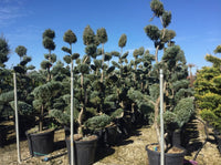 Nursery · Rows of blue cypress bonsai trees at the nursery, silvery pads set against a clear winter sky.
