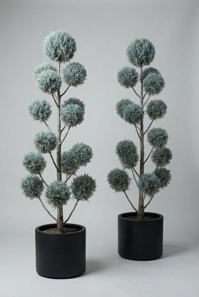 A curated pair of Blue Arizona cypress pom-pom topiary trees with layered spherical foliage, offering architectural evergreen structure ideal for doorway plants and symmetrical entrance design.