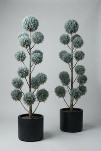 Studio · Aero and Caelum together, tiers of silver-blue pom-poms spaced along their bare branches.