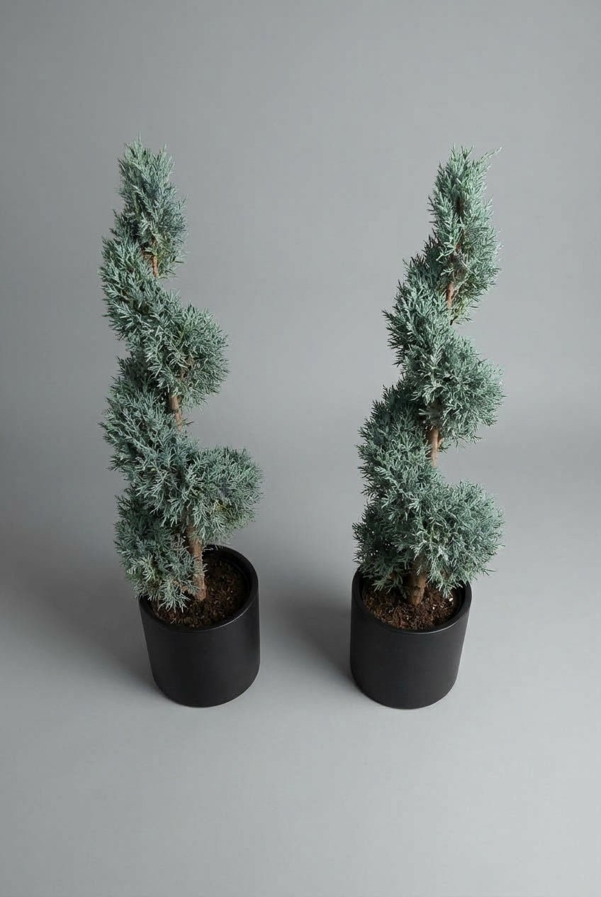 High-angle studio view of a matching pair of Blue Arizona cypress spiral topiary trees, featuring silvery blue-green evergreen foliage sculpted into elegant spirals, planted in black pots against a soft grey background.