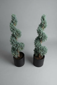 Studio · High-angle view of the Drift and Vale cypress spiral pair in black pots against a grey studio backdrop