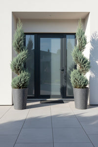 Showcase · Pair of blue cypress spirals in speckled grey planters flanking the charcoal glass door of a modern white house