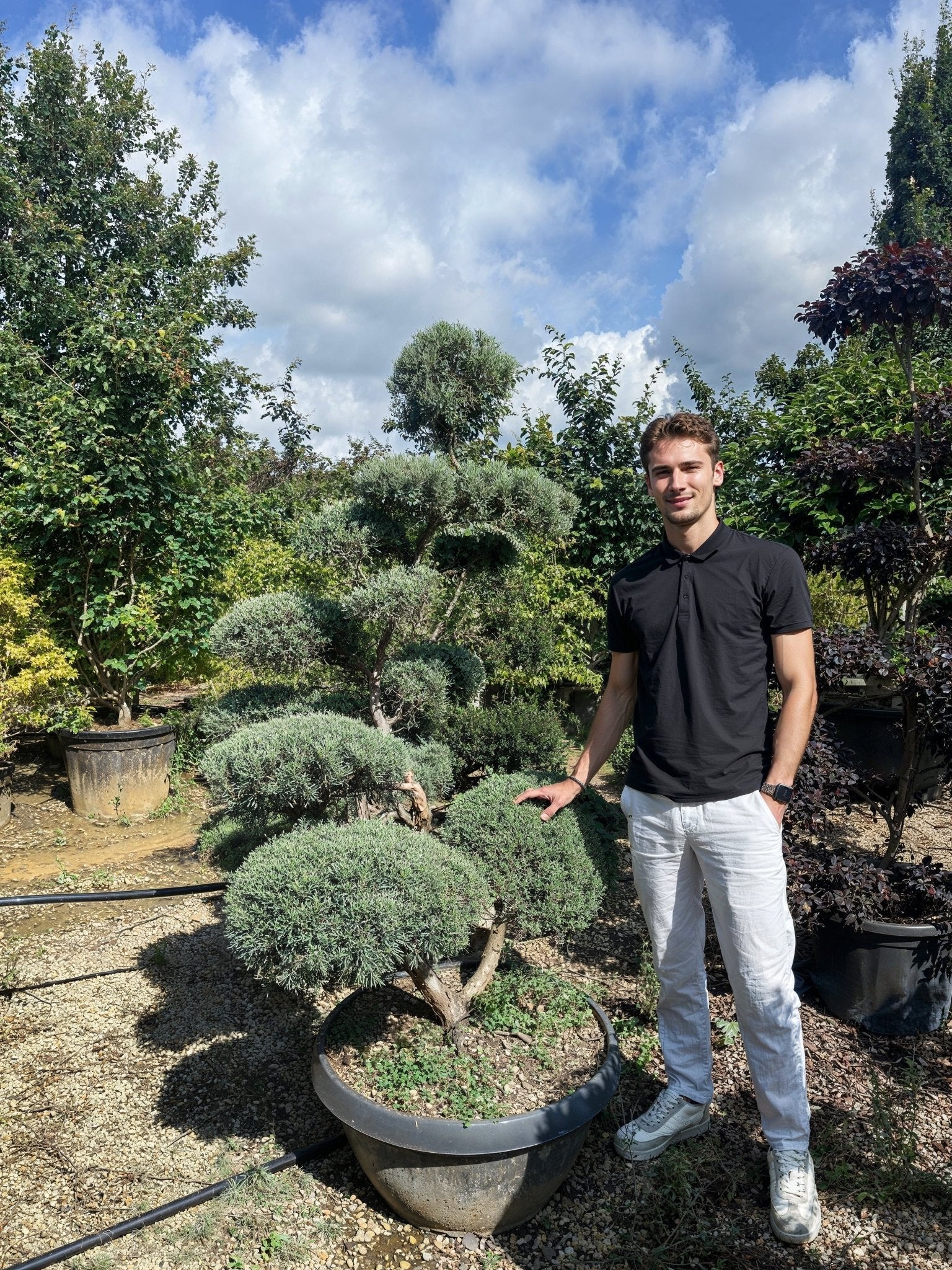 A 170cm Cupressus arizonica 'Blue Ice' cloud topiary with distinctive blue-grey foliage displayed in a nursery, showcasing multi-tier pom-pom topiary styling with sculptural layers, demonstrating premium architectural topiary trees for formal garden design and entrance sculpture plants.