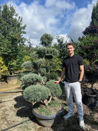 Nursery · A team member stands beside a wide blue cypress bonsai tree in a shallow nursery bowl planter.