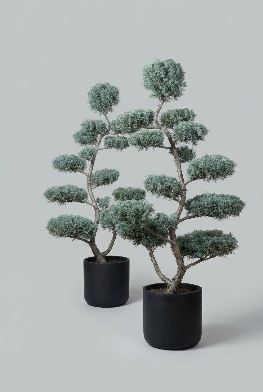 A sculptural Blue cypress fastigiata bonsai topiary pair with layered evergreen form, curated for architectural gardens, modern terraces, and refined entrance symmetry.