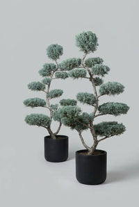 Studio · Skyll and Vesper offset in black pots, blue-grey cloud pads fanning out along sinuous trunks.