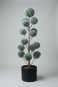 Studio · A single blue cypress pom-pom tree, spheres stepped up the trunk to one ball at the top.