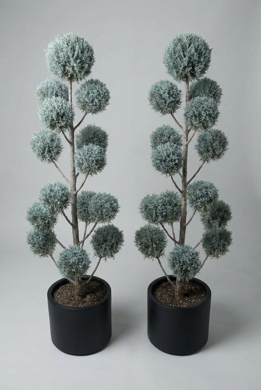 A tall, hand-matched pair of blue cypress pom-pom topiary trees with layered spherical foliage, providing sculptural evergreen structure for modern doorway plants and symmetrical entrance styling.