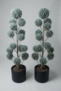 Studio · The blue pom-pom pair face on, matching spheres mirrored across both trees in black pots.