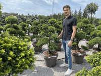 Nursery · A team member stands among bonsai-pruned holly in terracotta pots on the nursery hardstanding