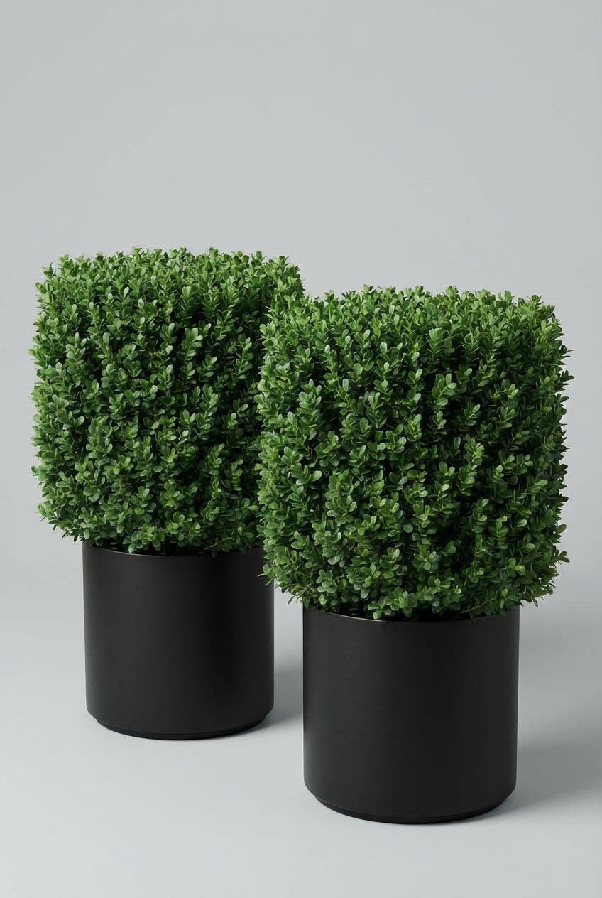 Diagonal studio view of a matched pair of Buxus box topiary cubes, tightly clipped into clean geometric forms with dense green foliage, each planted in a black pot against a soft grey background.
