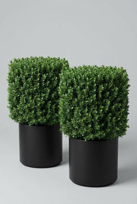 Studio · Orrin and Bria at a diagonal, two box cubes clipped square and sitting proud of their black pots.