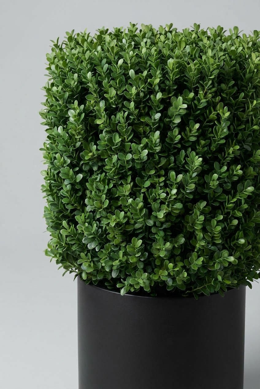 Studio close-up of a single Buxus microphylla ‘Faulkner’ box cube topiary, precisely clipped into a dense geometric cube with rich green foliage, planted in a black pot against a soft grey background.