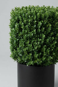 Studio · A single Japanese box cube fills the frame, soft new growth blurring its clipped top edge.