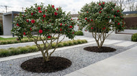 Showcase · Two red-flowering camellias planted in mulch circles either side of a paved contemporary garden path