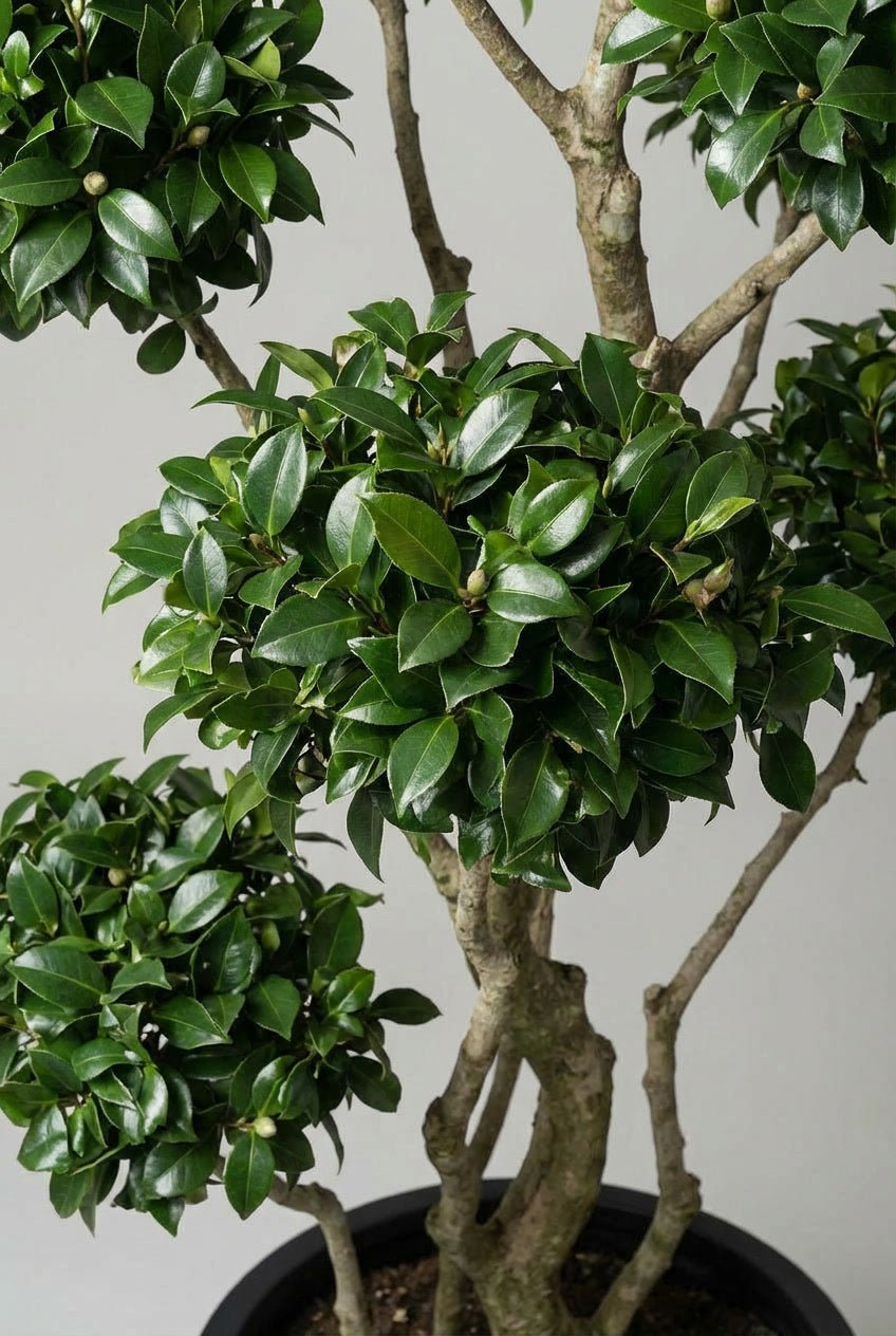 Close-up studio detail of Camellia japonica bonsai-style topiary foliage, showing glossy evergreen leaves, compact clipped pads, and fine branching structure against a neutral background.