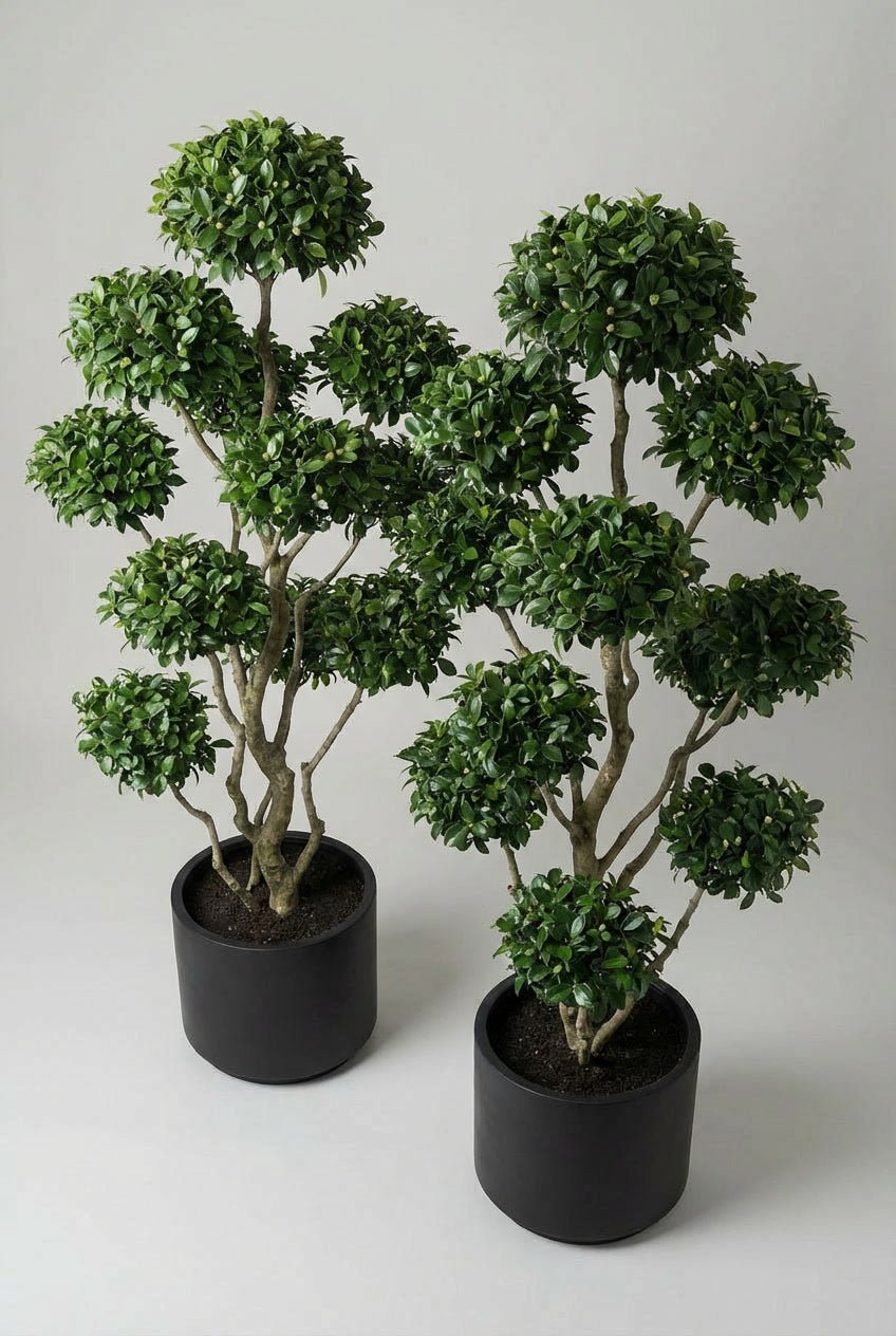 High-angle studio view of a matched pair of Camellia japonica bonsai-style topiary trees in matte black pots, showcasing dense evergreen foliage pads, sculptural branching, and balanced symmetry against a neutral background.