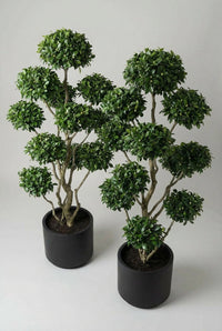 Studio · View from one side of the camellia pair, the right-hand tree set lower and forward
