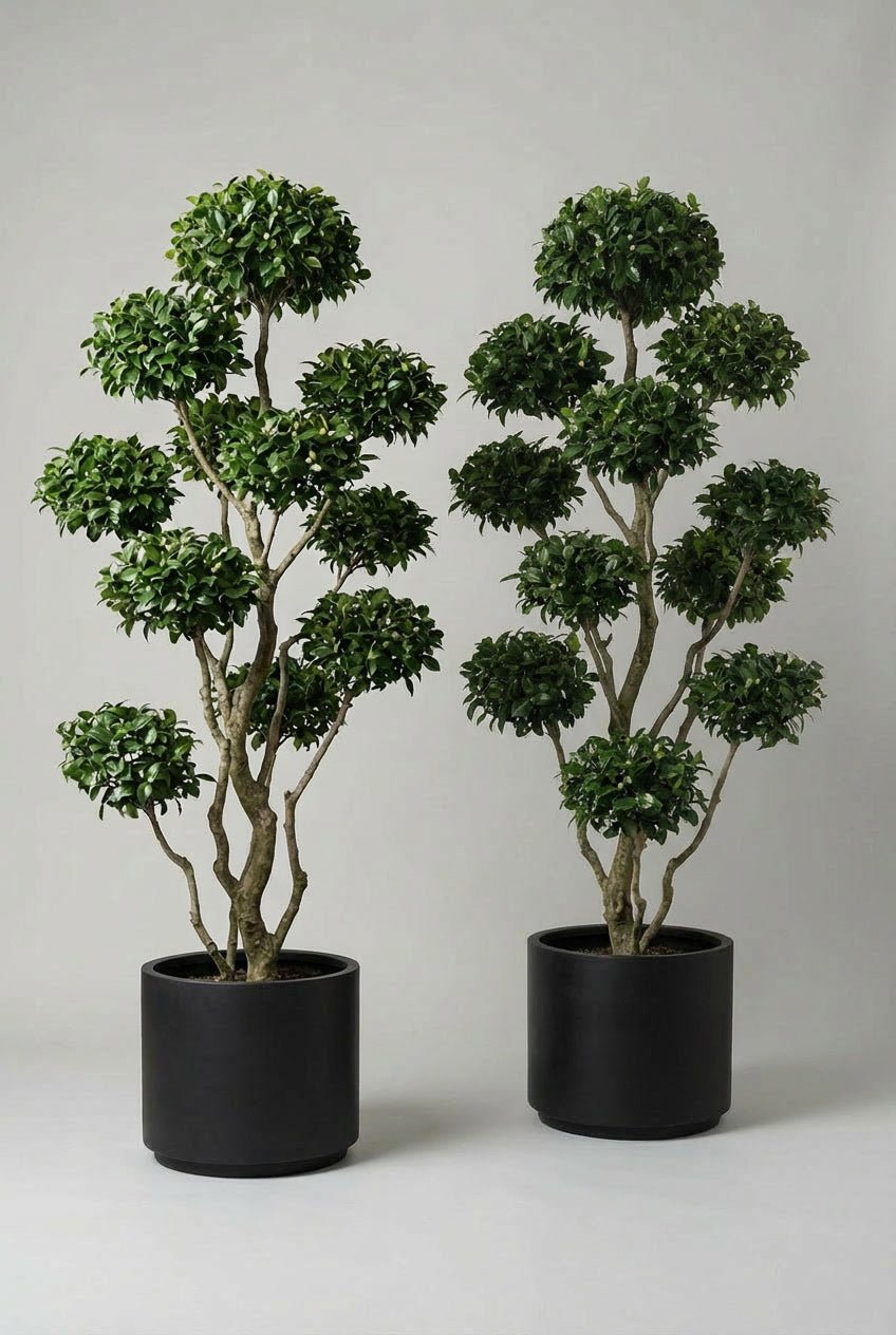 Hand-matched pair of Camellia japonica bonsai-style topiary trees in black nursery pots, featuring glossy evergreen foliage and sculpted cloud-like pads, photographed in a clean studio setting for UK gardens and entrances.