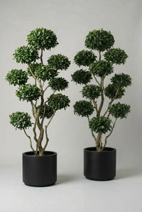 Studio · Two multi-stem camellia bonsai trees facing forward in black cylinder pots on a neutral studio floor
