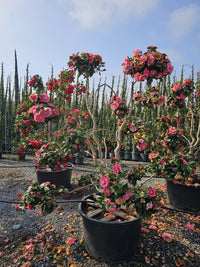 Nursery · Mature camellia standards in flower at the nursery, covered in bright pink blooms under a blue sky