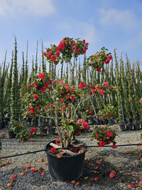 Nursery ·  specimen camellia in full red flower, grown as a multi-stem head roughly two metres tall