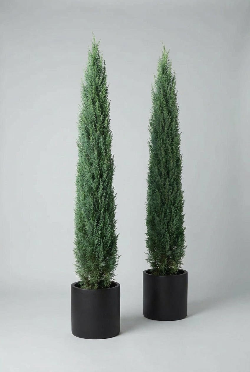 Pair of classic pencil cypress topiary trees at approximately 200cm height, featuring narrow upright evergreen forms with dense green foliage, planted in matching black pots and photographed against a neutral studio background, ideal for UK doorways, terraces, and formal garden symmetry.