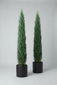 Studio · Eron and Valea in matching black pots, two tall cypress columns tapering evenly to fine points.