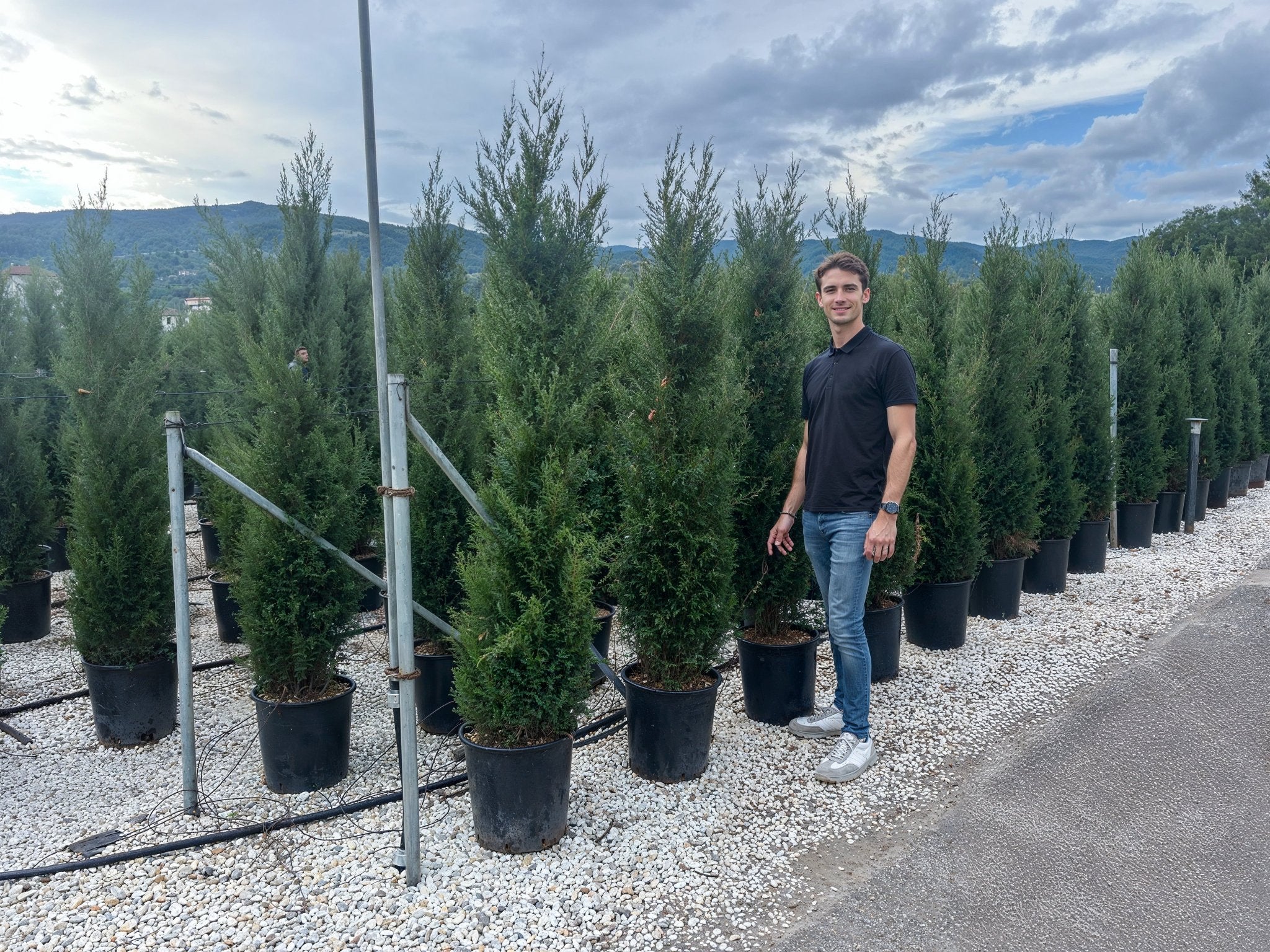 Rows of Cupressus sempervirens pencil topiary trees in a commercial nursery, showcasing classic narrow pyramidal topiary pair forms ideal for formal entrances, demonstrating Italian cypress topiary plants for architectural garden design and avenue planting.
