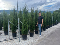 Nursery · A team member stands among nursery rows of pencil cypress, hills and cloud behind the pots.