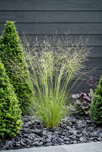 Foliage Close Up · Molinia Transparent grass in flower between a clipped cone and a bed of slate mulch