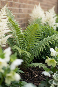 Foliage Close Up · Fresh green fern fronds arching between white astilbe and hellebores in the shade