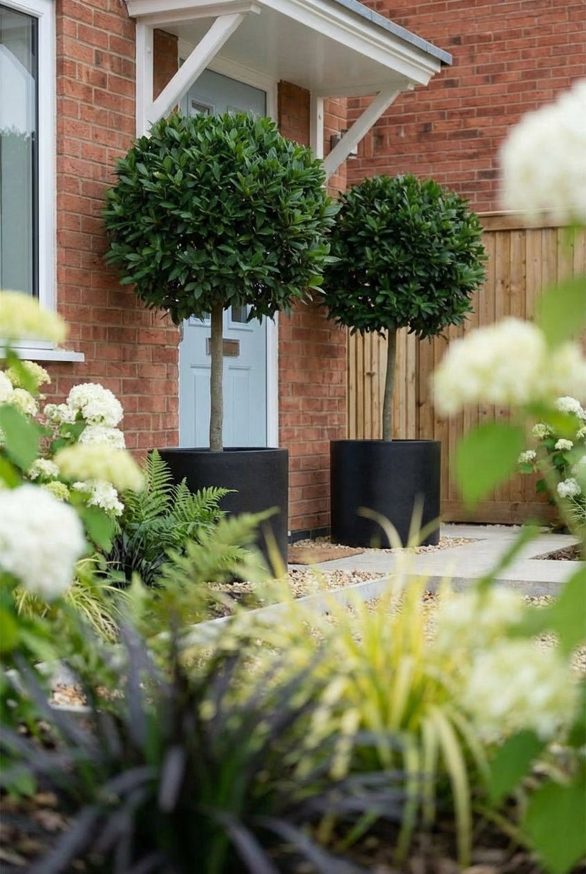 Showcase · Bay lollipop pair in tall black planters at a pale blue door, white hydrangeas and black grass below