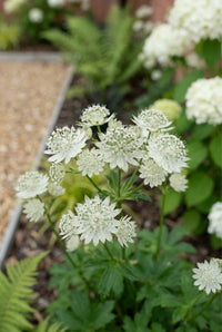 Foliage Close Up · Greenish-white astrantia flowers on tall stems, hydrangeas and ferns behind