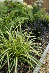 Foliage Close Up · Variegated carex in cream-striped blades, with ferns and black grass around it