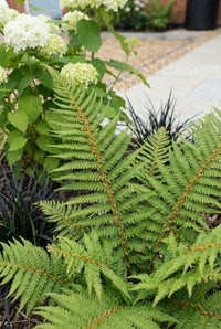Foliage Close Up · Fern fronds unfolding bright green against clumps of black grass and white hydrangea