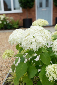Foliage Close Up · Rounded white hydrangea heads in front of the pale blue door and black planters