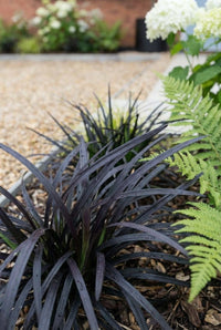 Foliage Close Up · Black ophiopogon grass arching in near-black blades beside a bright green fern frond