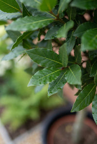 Foliage Close Up · Bay leaves on a clipped head, the pot rim showing below