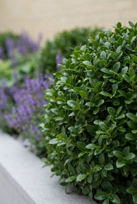 Foliage Close Up · Clipped Ilex crenata ball with catmint frothing along the planter edge